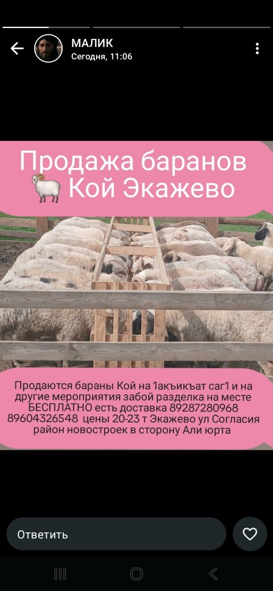 Продаю бараны кой