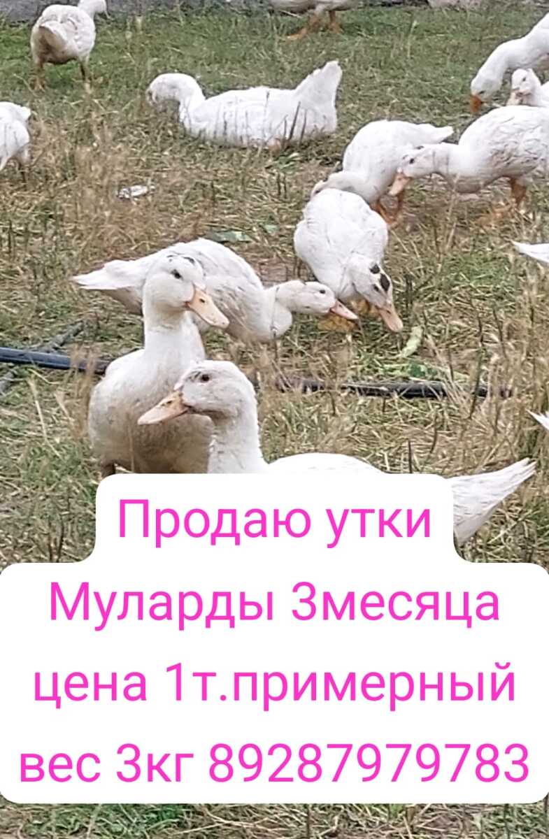 Продаю уток мулардак